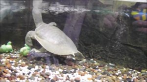 Дальневосточная мягкотелая черепаха китайский трионикс