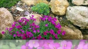 Обриета красивый многолетник для альпийской горки