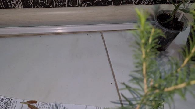 Мелалеука альтернифолия. Обрезка нового цветка. смотреть онлайн