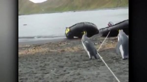 Гигантский водяной клоп