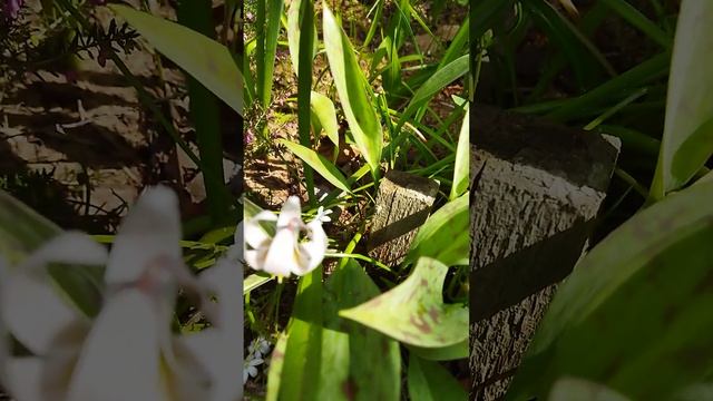 Кандык беловатый - Erythronium albidum 12.05.23