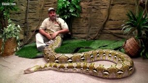 5 самых больших змей на земле. Огромные змеи монстры!
