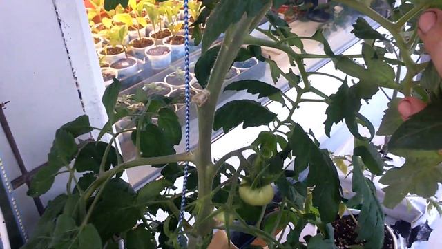 Плодоношение помидора пинк парадайз. смотреть онлайн