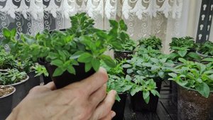 Сделайте так с петунией во время зимовки. Как сохраняю петунию до весны. Уход для роста и развития.
