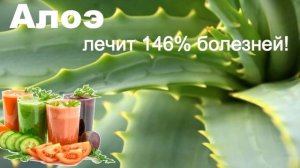 Секрет Алоэ ПРОДАН С АУКЦИОНА за + 46 лет жизни! Как применять сок Алоэ Вера СЕКРЕТНЫЙ РЕЦЕПТ.