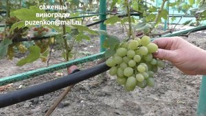 Виноград Ермак - очень раннего срока созревания (Пузенко Н.Л.)