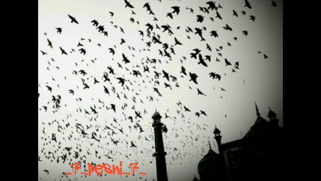 Птицы улетают смотреть онлайн