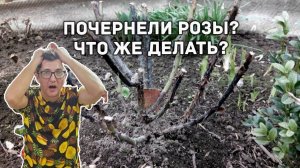 Весной розы почернели. Что делать?