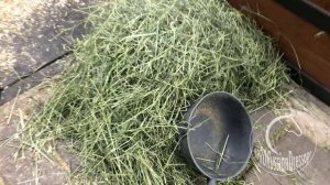 Что такое спортивная конюшня в Европе ??? И как ухаживать за ногами лошади?