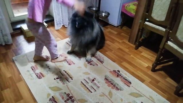 Маргарита укратительница собак (Вольфшпиц Ачи). смотреть онлайн