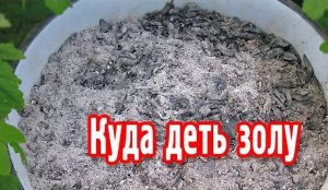 Куда деть золу