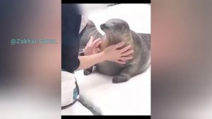 реакция спутников на ТТ//moons react to TT//реакция шаранутого космоса на//solarballs react to//🇷🇺🇺