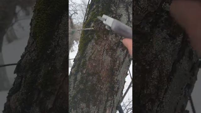 Лечение деревьев. Мох, Лишайник на плодовых.