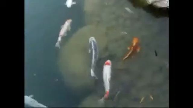 Кот может поймать сто килограмм рыбы смотреть онлайн