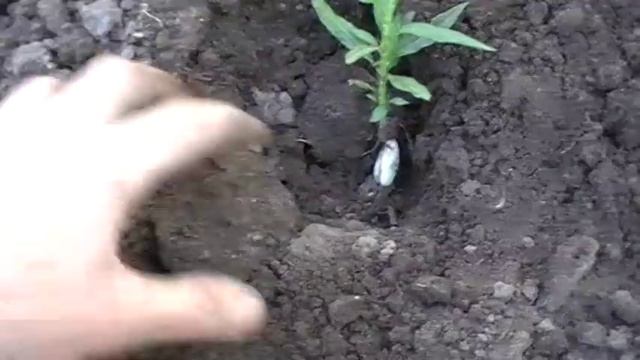Выращивание персика из косточки. Пикирование . Сад и огород выпуск 163