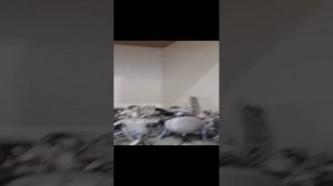 VID_20230905_195016.mp4