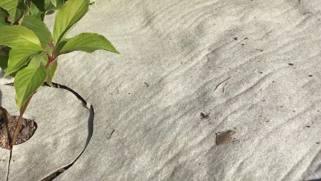 Осенняя посадка Гортензий часть 2 #осенняя#посадка#гортензии#метельчатой#новосибирск#Н.Хорошунова# смотреть онлайн