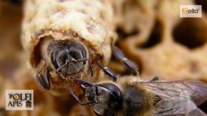 #Кашковский В.Г. #Замена_матки зрелым маточником.