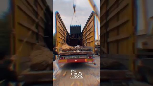 Бегемот поселился в зоопарке Шымкента смотреть онлайн