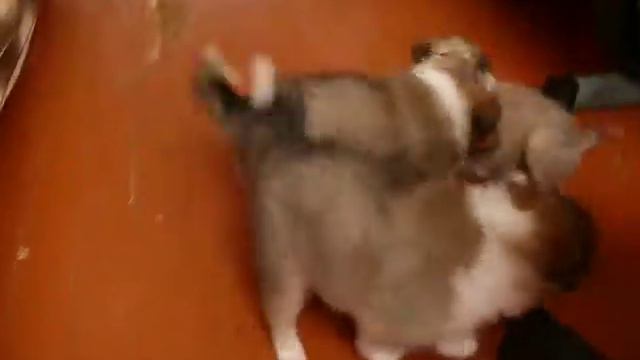 Играют щенки от Шики и Буса. 2007 год смотреть онлайн