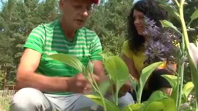 Пересадка хосты,уход. Сергей Богатский: 3 минуты о загородной жизни.10. 08.16 смотреть онлайн