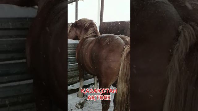 ЛОШАДЬ МОНСТР АТ Айғыр  ЖЫЛҚЫ БОЛЬШАЯ ЛОШАДЬ ЖЕРЕБЕЦ ТЯЖЕЛОВОЗ ЧОН АТ ГИГАНТ BIG HORSE GIGANTE