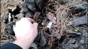 Избавляемся от пня на садовом участке без корчевания! (Результат)