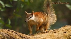 #animalsofaustralia#животныеавстралии#жануарлар#Австралия#дикиеживотные Животные Австралии Австрали