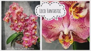 Phal. Leco Fantastic | Dragon Heart ❤️🔥 Цветение фаленопсиса Леко Фантастик с мутацией рисунка 🔥