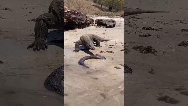 😱Komodo dragons get big sea eels