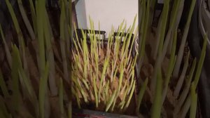 Выгонка ириса на 8 марта ( часть 3)