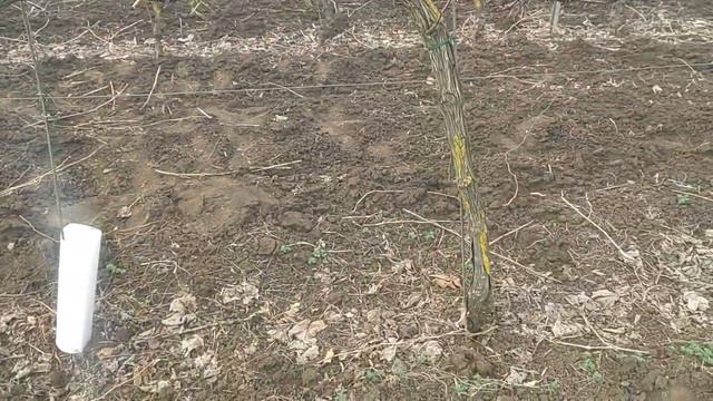 Резитба кордон смотреть онлайн