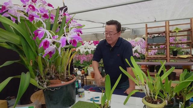 Norman Fang Live! Episode 124 Growing Laelia purpurata and her hybrids смотреть онлайн