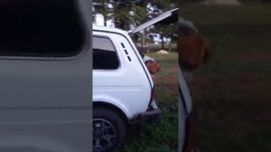 Приучаем к  ( послушание) русские пегие гончие выжловки 8 месяцем