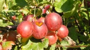 Крыжовник обыкновенная Раволт (ravolt) ? обзор: как сажать, саженцы крыжовника Раволт