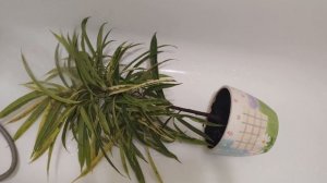 Фикус Бенджамина, Биннендийка Али, Ретуза. Правильный уход. Душ для фикусов. Как я мою свои фикусы