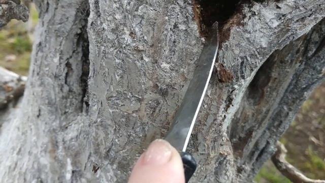 Обработка  и лечение морозобоин,трещин ,разрывов коры на плодовых деревьях