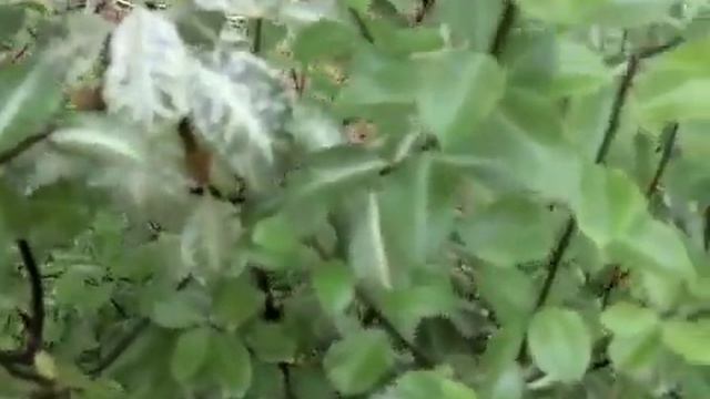 Pittosporum tenuifolium 'Irene Patterson' смотреть онлайн