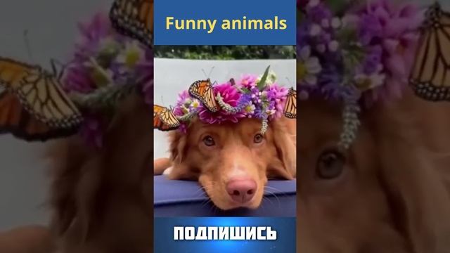 Милые животные, милота, смешные животные. приколы с животными #Shorts