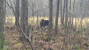 Охота на лося с заподно-сибирскими лайками 2019 Тайга, Бинго, Бим.