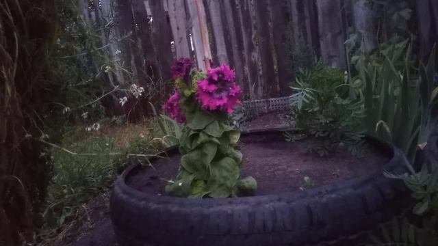 Петунии сорта Черныго Триумф и Титан смотреть онлайн