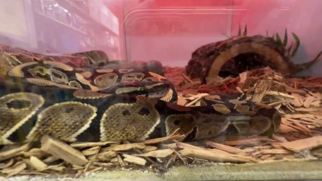 Зоомагазин в США, Флорида Майами. Или как мы пытаемся уговорить папу купить домашнего питомца . смотреть онлайн