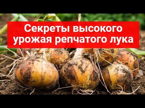 Секреты высокого урожая репчатого лука