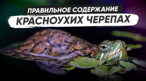 Красноухая черепаха - всё необходимое для содержания