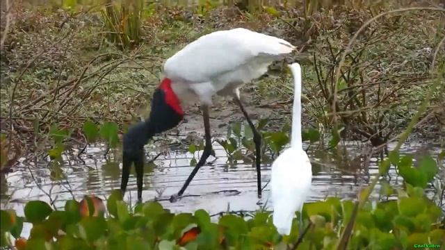 Бразильский ябиру (Jabiru mycteria)