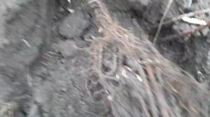 Как правильно хранить саженцы малины зимой для ранней весенней посадки?