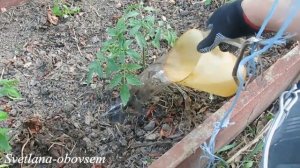 НАШАТЫРНЫЙ СПИРТ- КАК УДОБРЕНИЕ И ОТ ВРЕДИТЕЛЕЙ  ТОМАТОВ   OXYTANE ALCOHOL, AS FERTILIZER
