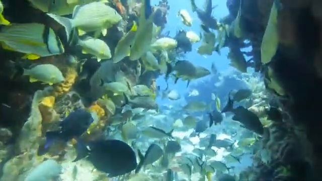 GL010084 school of fish swimthrough смотреть онлайн