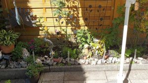 Немного обо всём, цветы в саду и в доме.