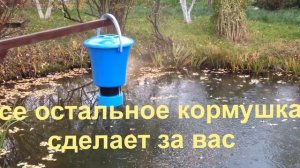 кормление карпов в пруду автоматические кормушки для пруда www.avtokorm.ru t.985 644-56-78